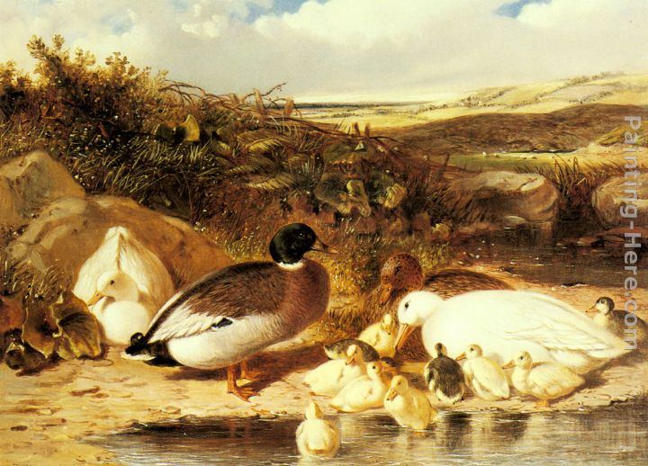Ducklings Canvas Paintings